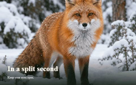 A fox in snow revealed by a camera shutter transition