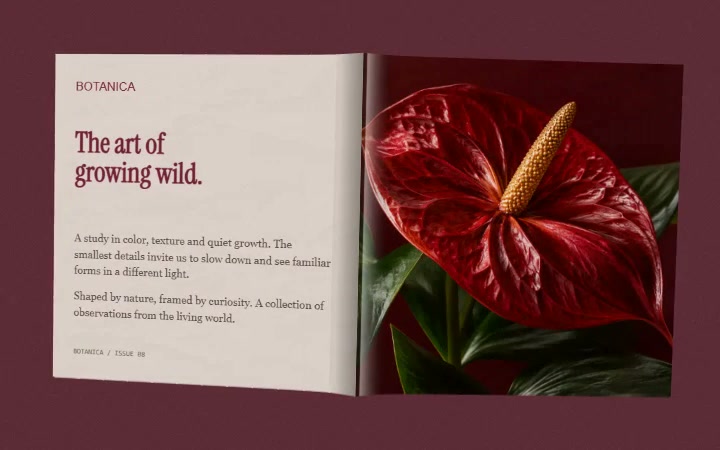 A red flower beside an editorial magazine page
