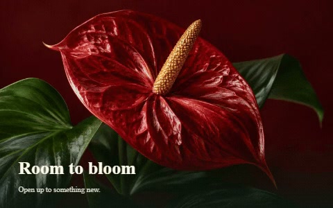 A red flower revealed by fanned paper panels