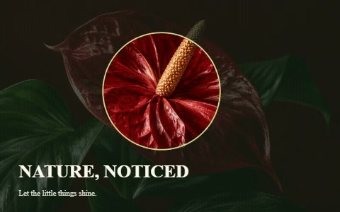 A circular spotlight moving over a red flower photograph